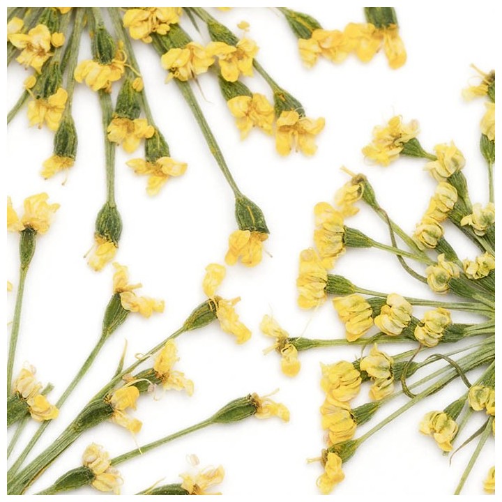 Fleurs Séchées Jaune