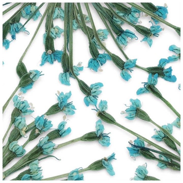 Fleurs Séchées Bleu