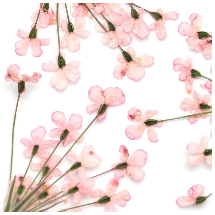 Fleurs Séchées Rose