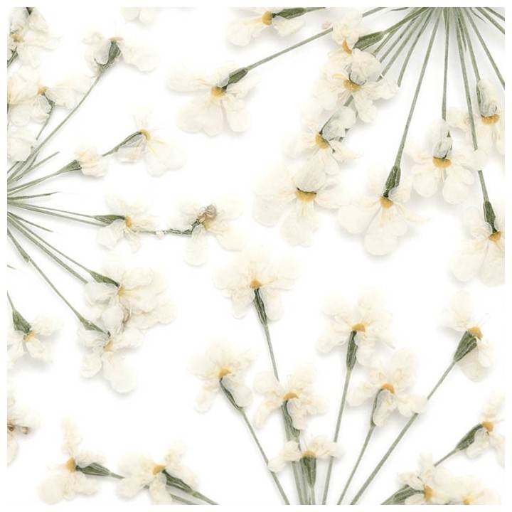 Fleurs Séchées Blanc